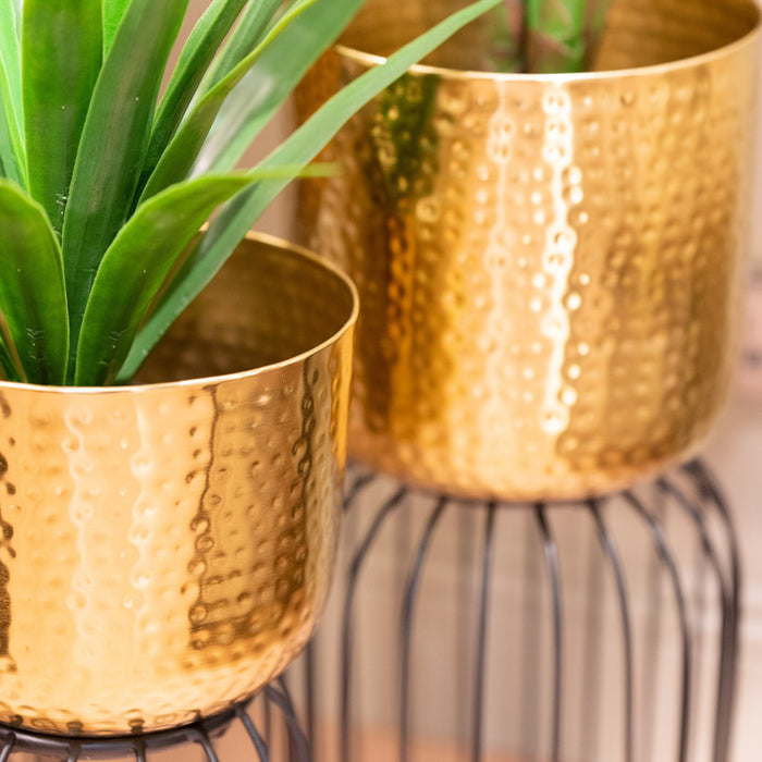 Nisha S/3 Planters Gold/black