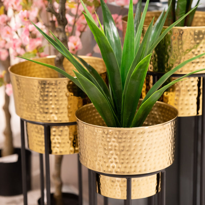 Salina S/3 Planters Gold/black