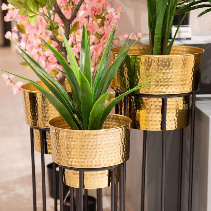 Salina S/3 Planters Gold/black