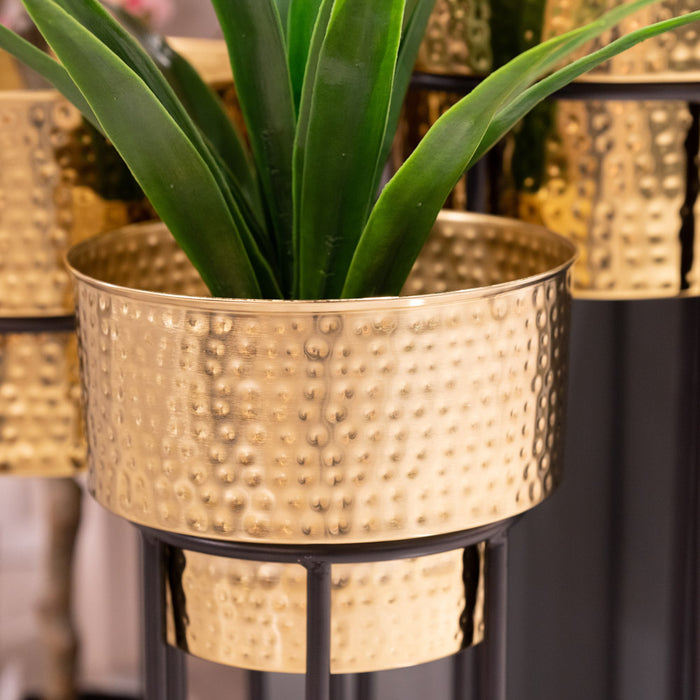 Salina S/3 Planters Gold/black