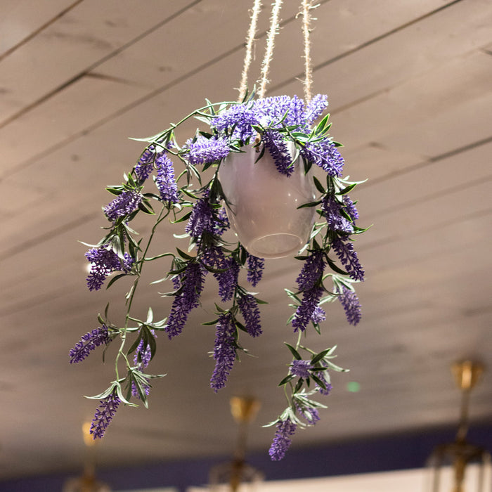 Hanging Lavender Plant With White Pot