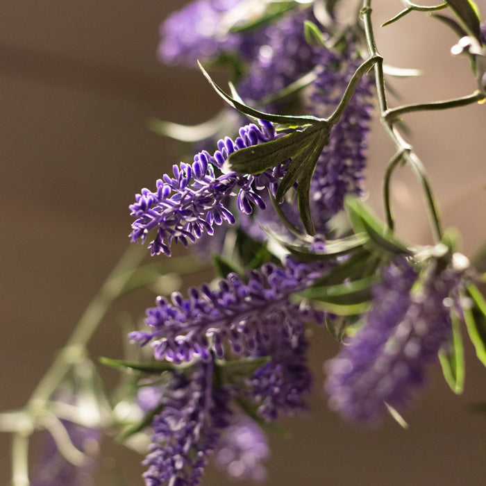 Hanging Lavender Plant With White Pot