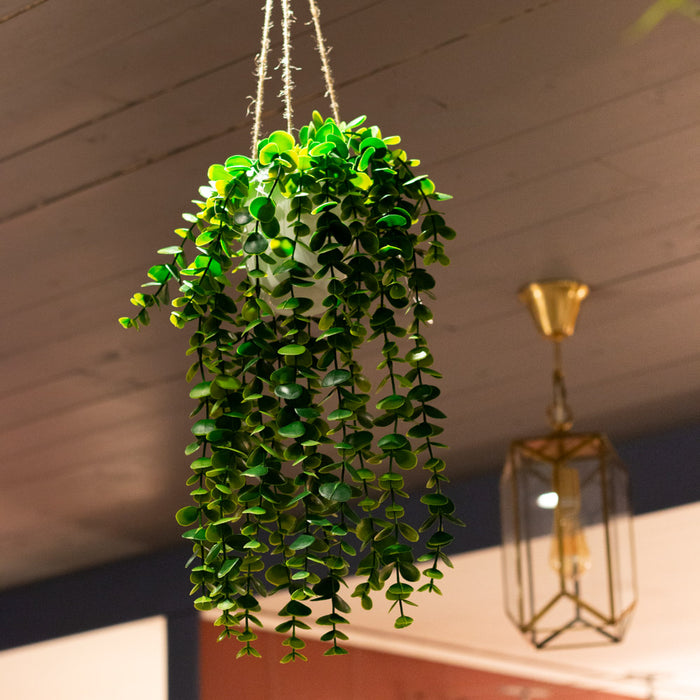 Hanging Senecio Plant With White Pot