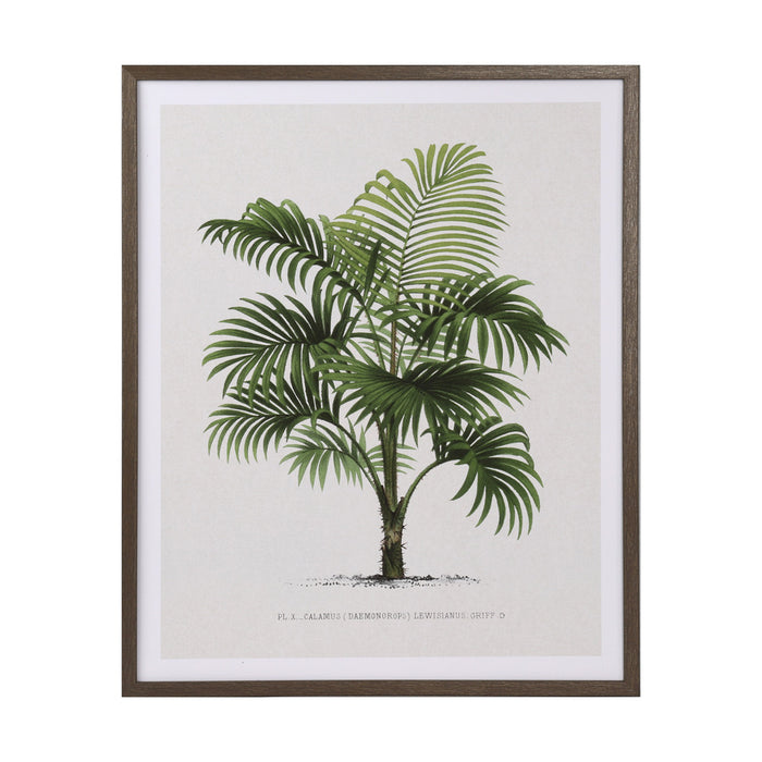 Framed Print Palm Tree 40 X 50cm 2 Asst