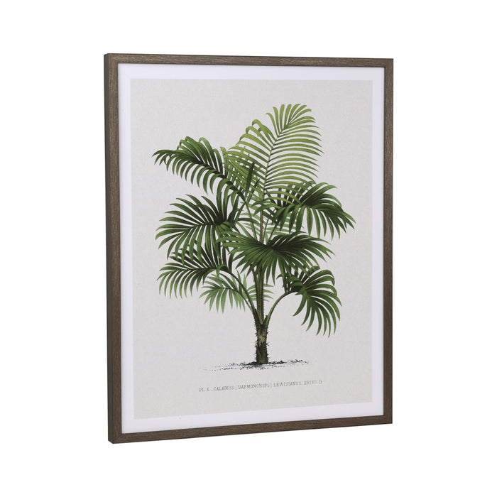 Framed Print Palm Tree 40 X 50cm 2 Asst