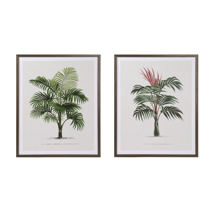 Framed Print Palm Tree 40 X 50cm 2 Asst