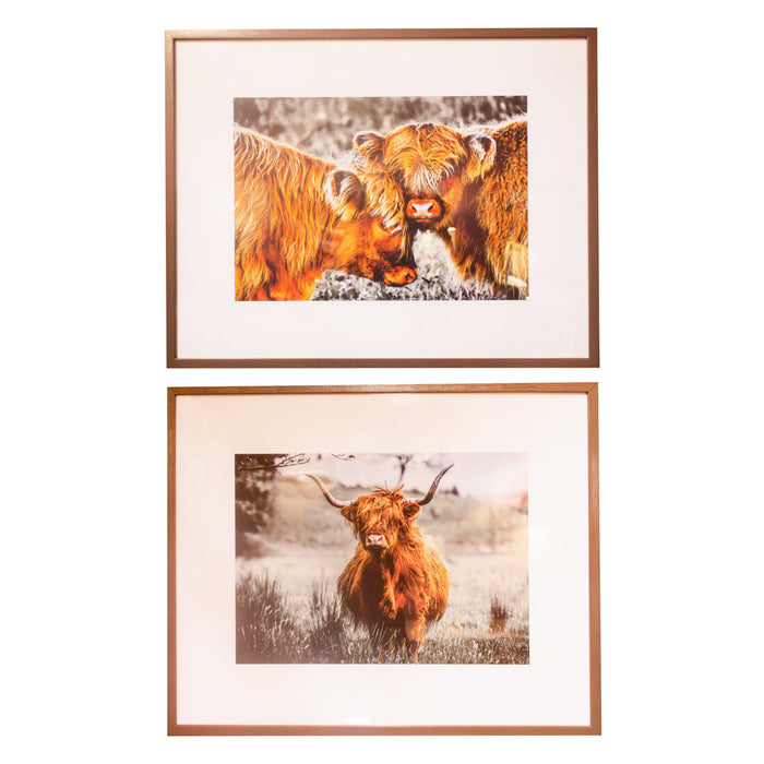 Framed Print Highland Cow 40 X 50cm 2 Asst