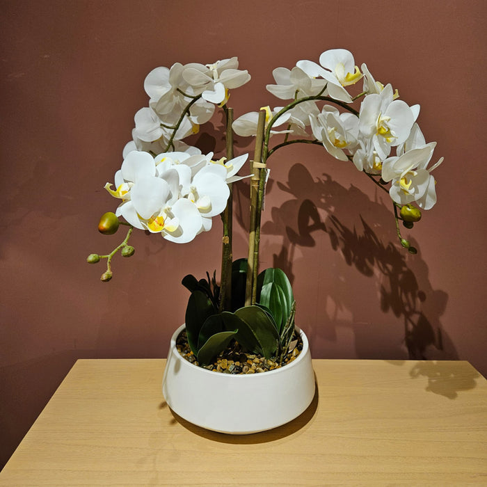 Potted Orchid Medium White