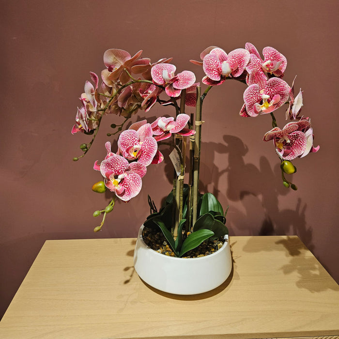 Potted Orchid Medium Pink