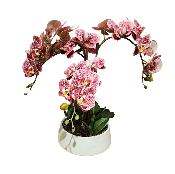 Potted Orchid Medium Pink