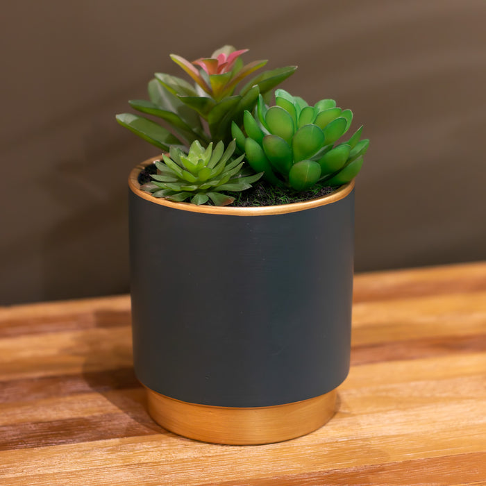 Potted Succulent Plant Teal Pot Assorted 20cm