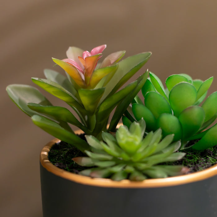 Potted Succulent Plant Teal Pot Assorted 20cm