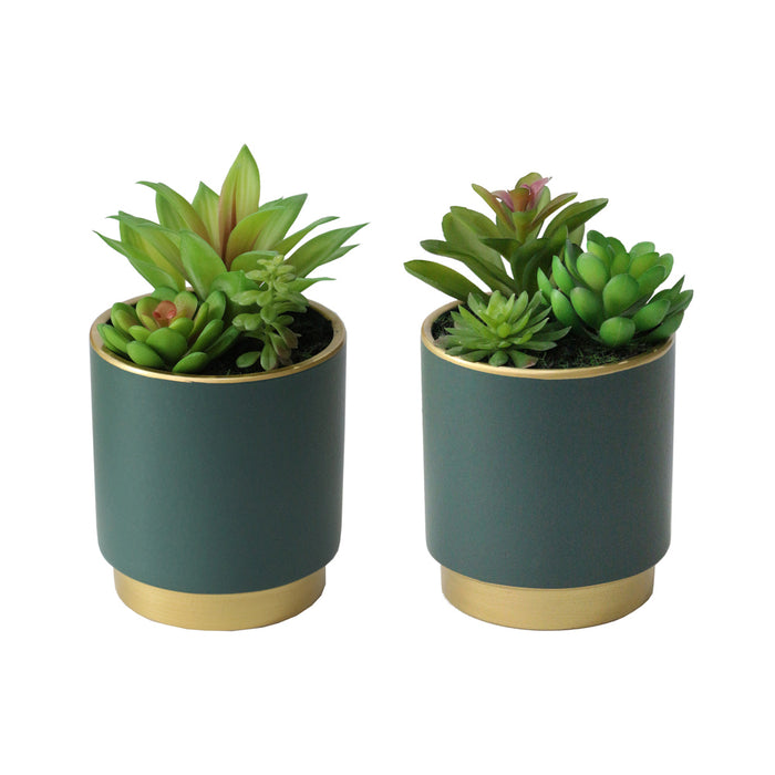 Potted Succulent Plant Teal Pot Assorted 20cm