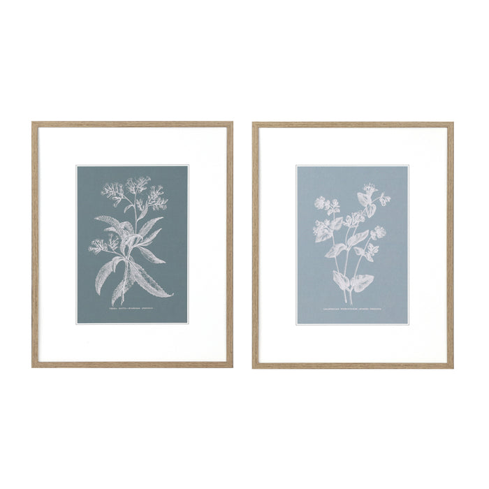 Framed Print Botanical 2 Assorted 50 X 40cm