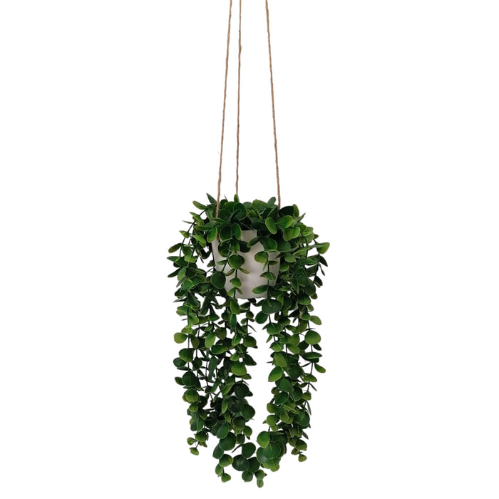 Hanging Senecio Plant With White Pot