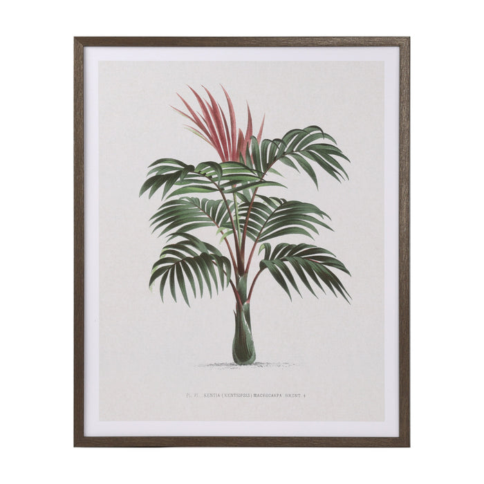 Framed Print Palm Tree 40 X 50cm 2 Asst