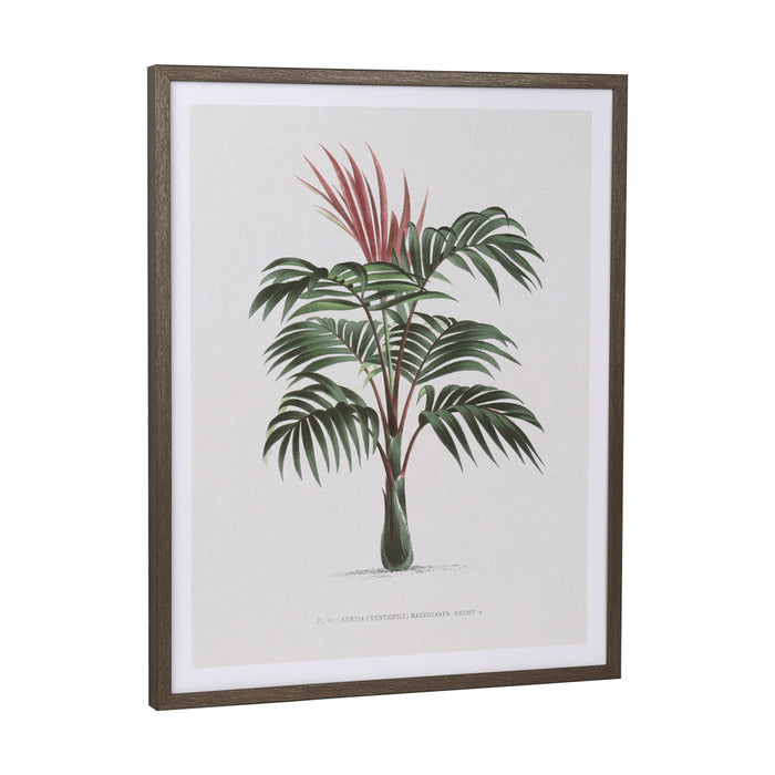 Framed Print Palm Tree 40 X 50cm 2 Asst