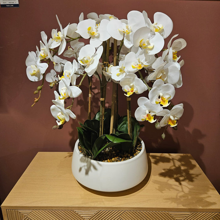 Potted Orchid Large White