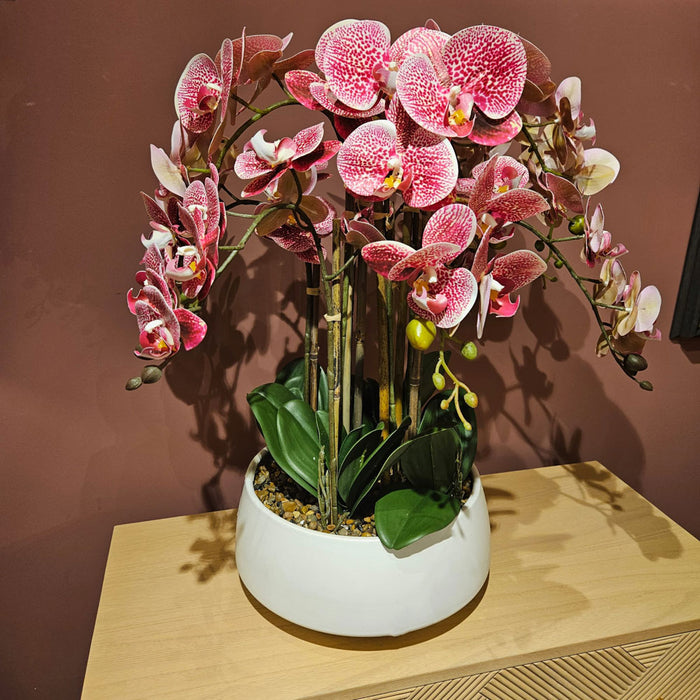 Potted Orchid Large Pink
