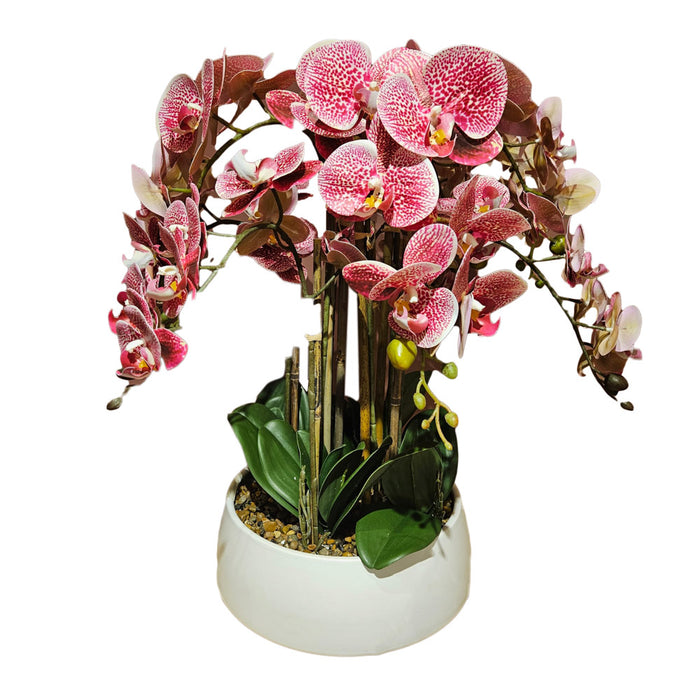 Potted Orchid Large Pink