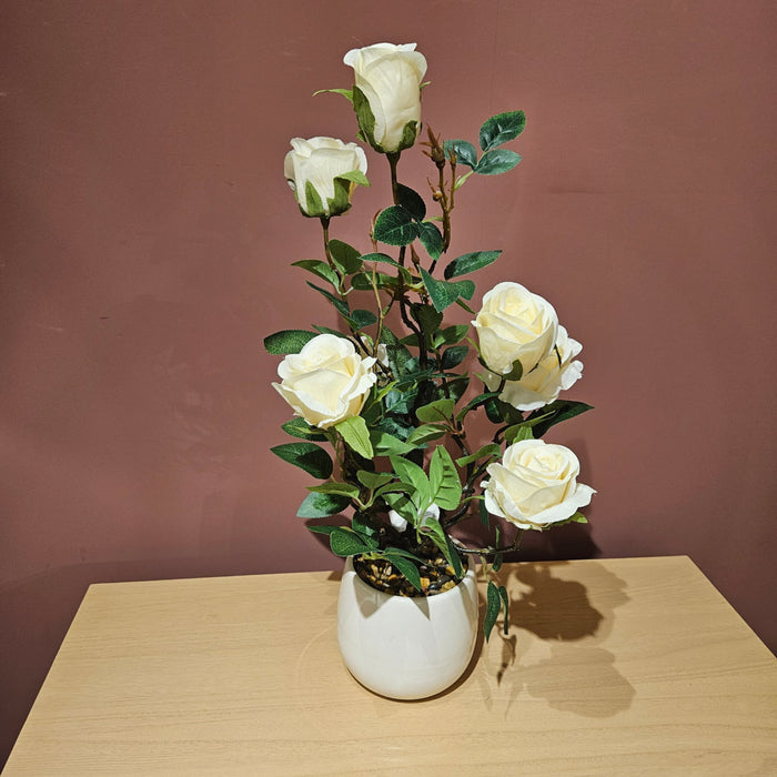Potted Rose Plant White